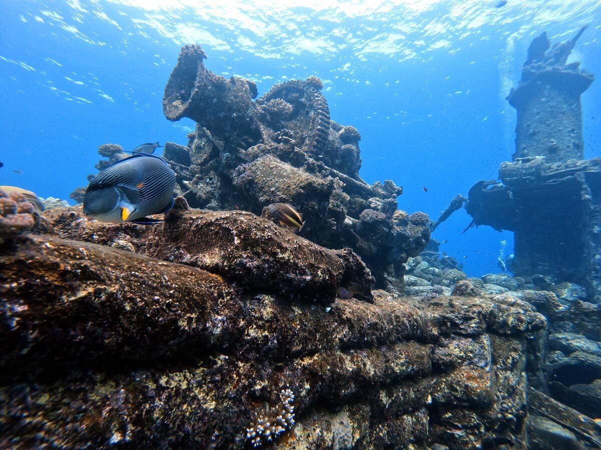 A sohal surgeonfish over a wreck off Jeddah